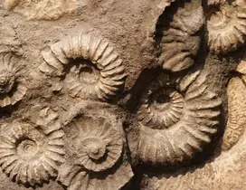 Schepping en evolutie (in ontwikkeling)