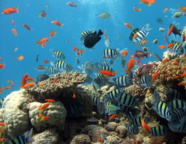 Biodiversiteit